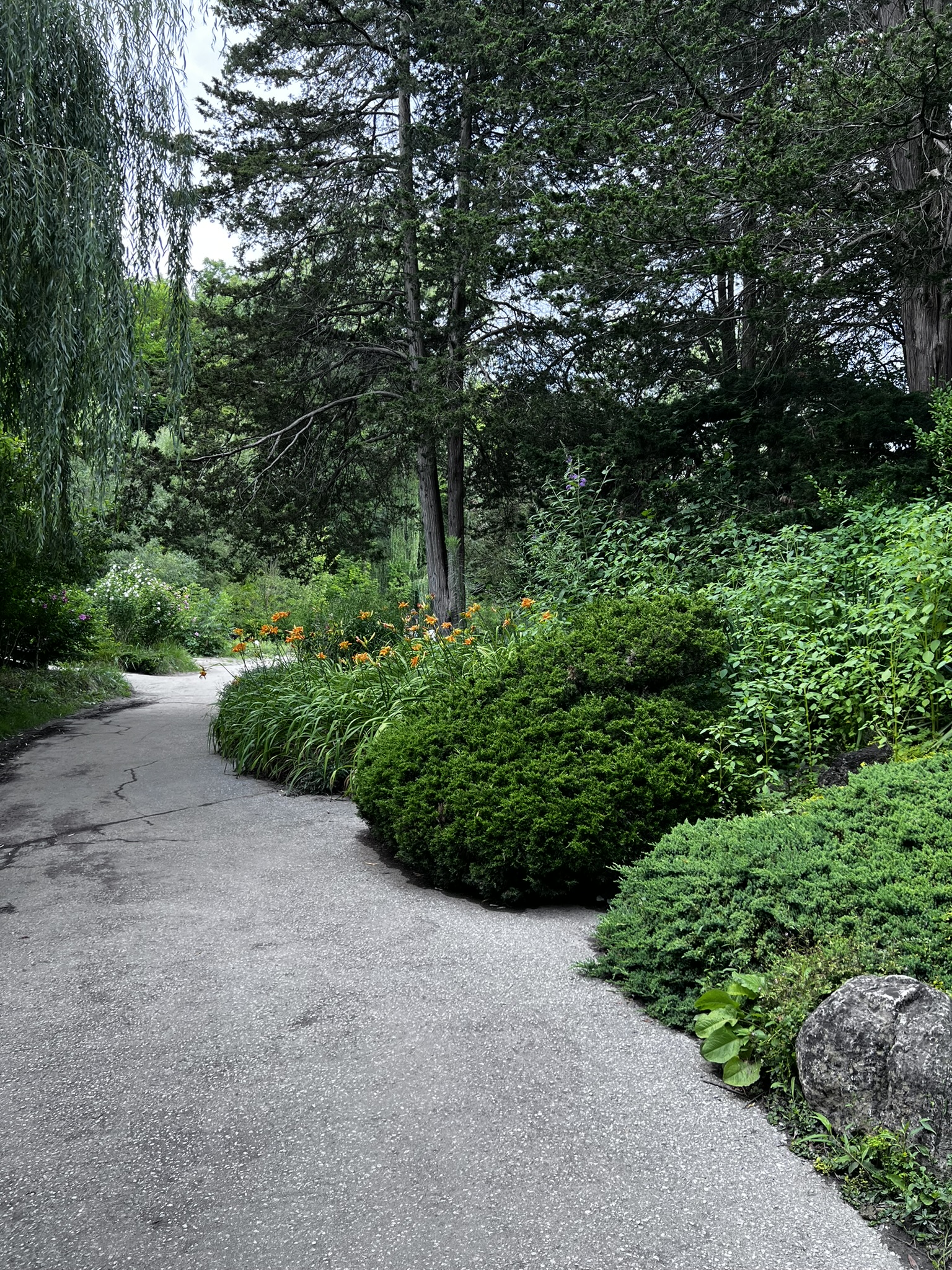 A peaceful garden path curving forward through trees and flowers